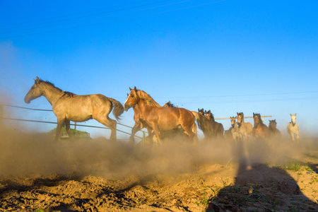 A herd of horses running on a farm in the dust.の写真素材