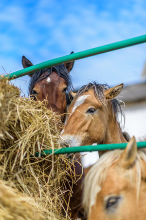 The horse in the stable is eating hay.の写真素材