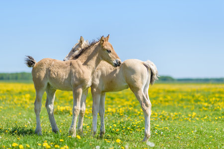 Two foals on a dandelion field.の写真素材