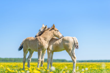 Foal with a mare on a sunny meadow in springの写真素材