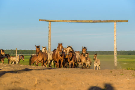 A herd of horses running on a farm.の写真素材