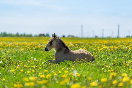 Young thoroughbred foal resting in a meadow.の写真素材