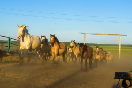 A herd of horses running on a farm in the dust.の写真素材
