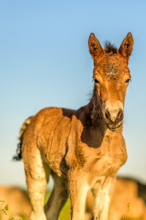 Portrait of a horse close up. Photographed in the open air.の写真素材
