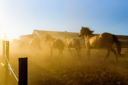 A herd of horses running on a farm in the dust.の写真素材