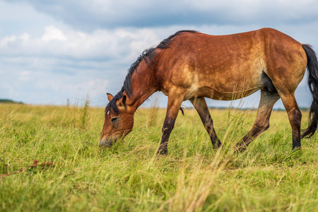 Lonely horse grazing in a park meadow.の写真素材
