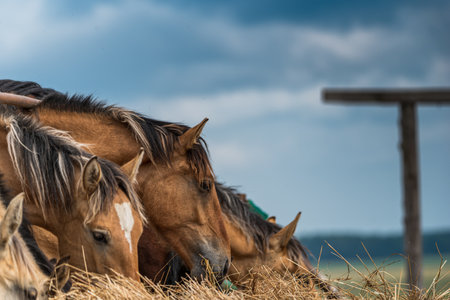 Horses on the farm eat hay. Photographed close up.の写真素材