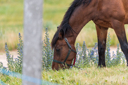 Horse grazing in a park meadow.の写真素材
