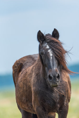 Lonely horse in a park meadow.の写真素材
