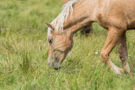 Lonely horse grazing in a park meadow.の写真素材
