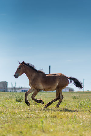 A horse gallops across a field in the summer.の写真素材