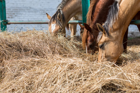 Horses on the farm eat hay. Photographed close up.の写真素材