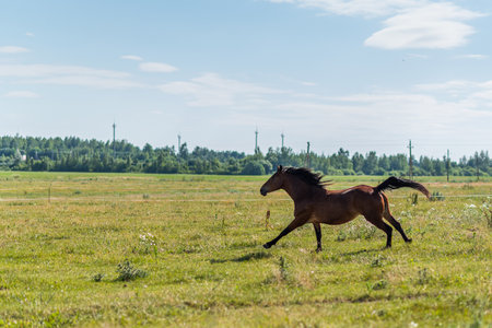 A horse gallops across a field on a farm in the summer.の写真素材