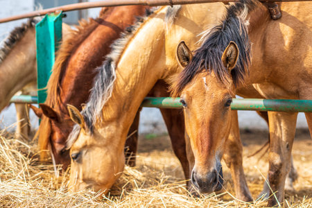 Horses on the farm eat hay. Photographed close up.の写真素材