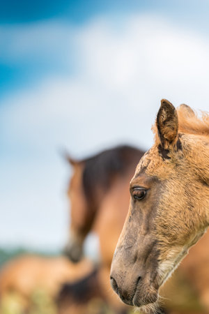 Portrait of a horse close up. Photographed in the open air.の写真素材