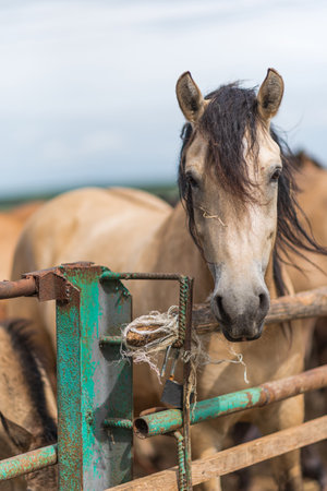 Portrait of a horse close up. Photographed on the ranch.の写真素材