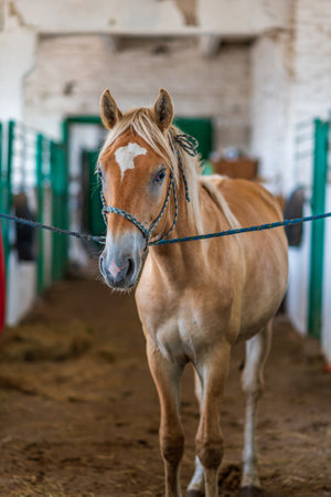 Horse on a leash in the stable.の写真素材