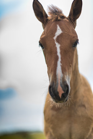 Portrait of a horse close up. Photographed in the open air.の写真素材