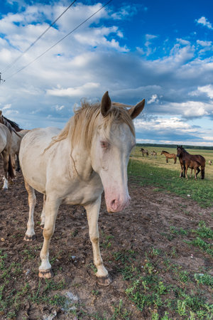 Portrait of a horse close up.の写真素材