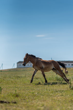 A horse gallops across a field on a farm in the summer.の写真素材