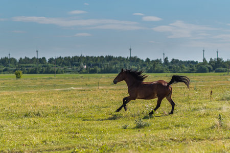 A horse gallops across a field on a farm in the summer.の写真素材