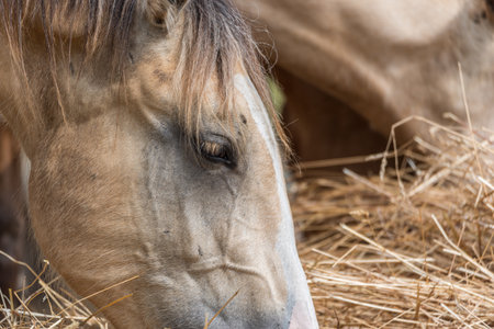 Horses on the farm eat hay. Photographed close up.の写真素材