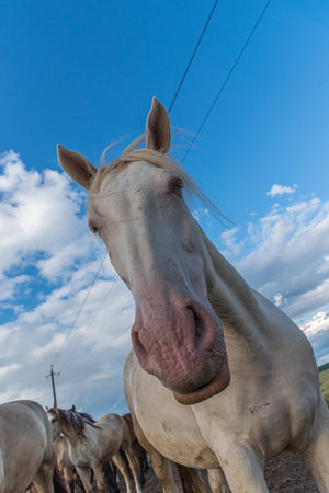 Portrait of a horse close up. Photographed on the ranch.の写真素材