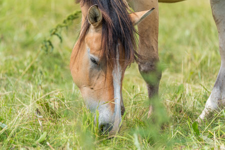 Portrait of a horse close up. Photographed on the ranch.の写真素材