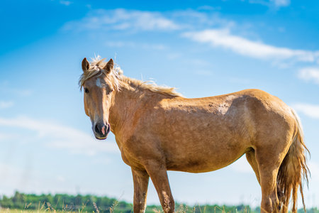 Close-up portrait of a village foal with a blurred background.の写真素材
