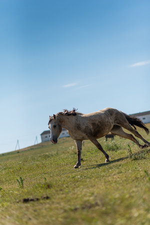 A horse gallops across a field on a farm in the summer.の写真素材