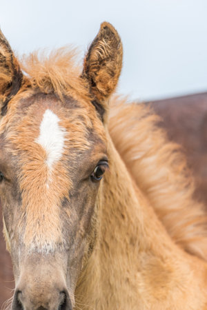 Portrait of a horse close up. Photographed in the open air.の写真素材