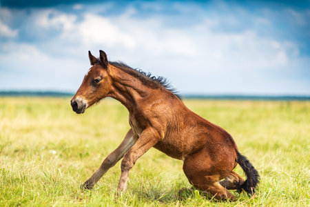Young foal frolics on the field.の写真素材