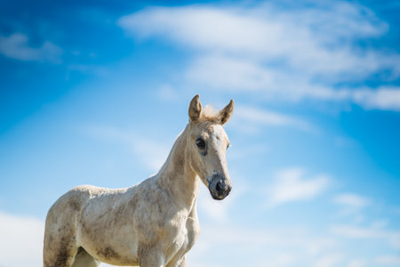 Young foal on the field.の写真素材