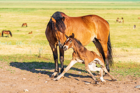 Young foal frolics on the field.の写真素材