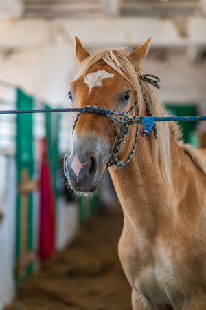 Horse on a leash in the stable.の写真素材