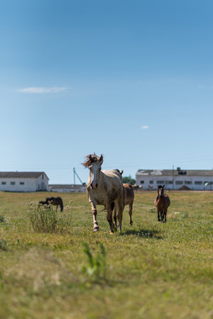A horse gallops across a field on a farm in the summer.の写真素材