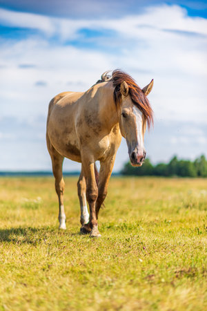 Lonely horse grazing in a park meadow.の写真素材