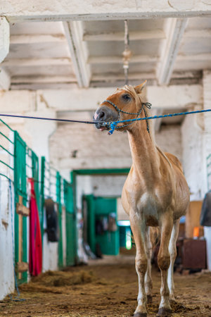 Horse on a leash in the stable.の写真素材