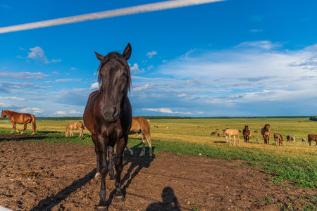 Portrait of a horse close up. Photographed on the ranch.の写真素材