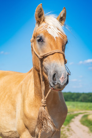 Portrait of a horse close up.の写真素材