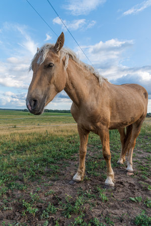 Portrait of a horse close up.の写真素材