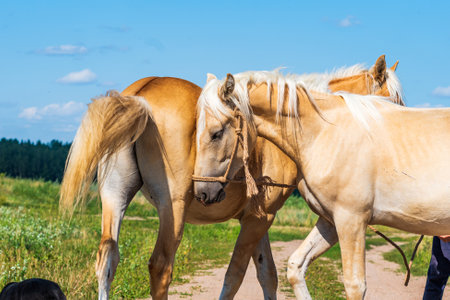 A pair of friendly horses on the field close-up.の写真素材