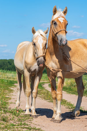 A pair of friendly horses on the field close-up.の写真素材
