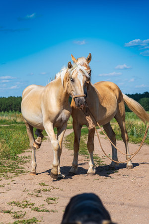A pair of friendly horses on the field close-up.の写真素材
