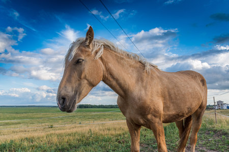 Portrait of a horse close up.の写真素材