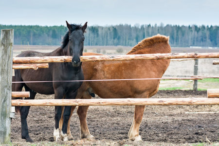 Two horses standing in a paddock looking at the camera in a rural areaの写真素材