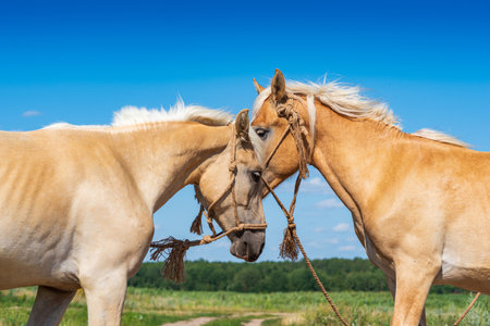 A pair of friendly horses on the field close-up.の写真素材