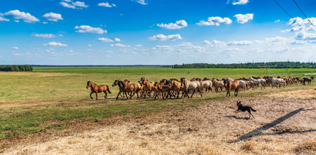 Herd of horses galloping across the field.の写真素材