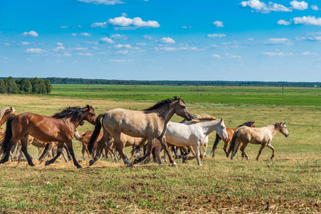Herd of horses galloping across the field.の写真素材