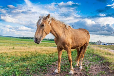 Portrait of a horse close up. Photographed on the ranch.の写真素材